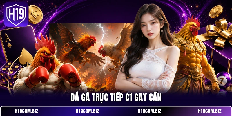 Đá gà trực tiếp C1 gay cấn