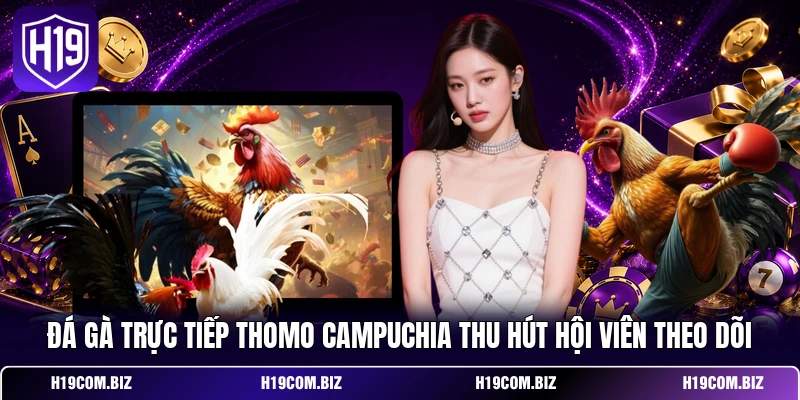 Đá gà trực tiếp Thomo Campuchia thu hút hội viên theo dõi